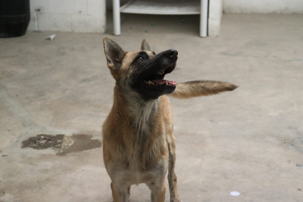 El cariño también puede ser colectivo; buscan adoptantes para perritos de La Piedad