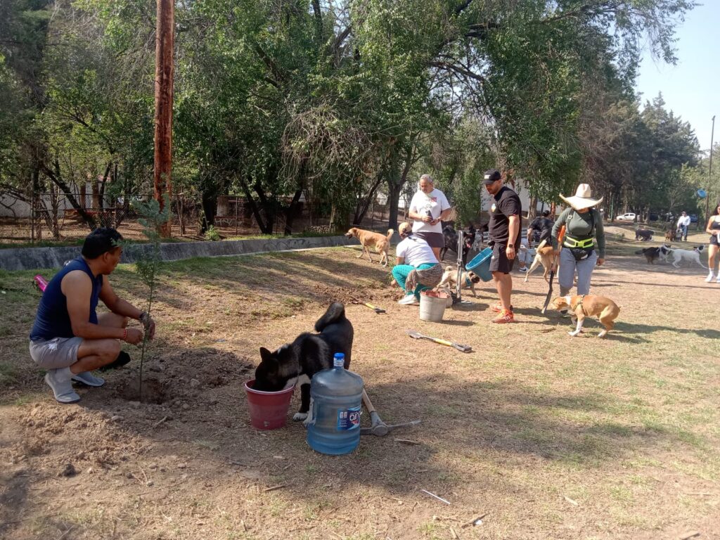 Patitas y manos a la obra; realizan jornada de reforestación en Lirios