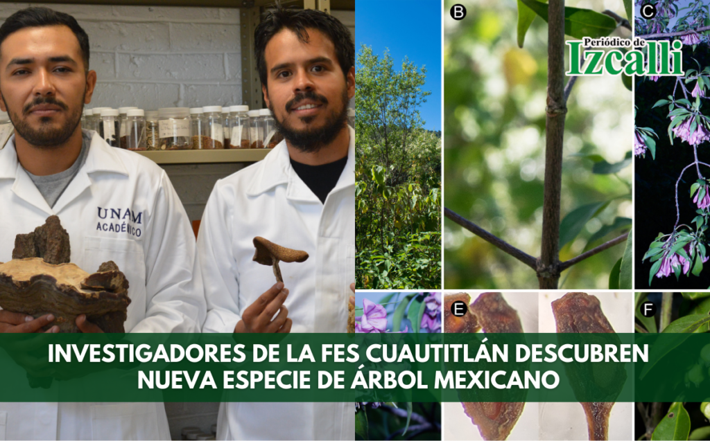 Investigadores de la FES Cuautitlán descubren nueva especie de árbol mexicano