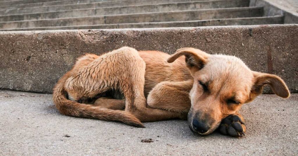 Casi 400 perros que se encontraban en situaciones de riesgo y maltrato fueron rescatados por la PROPAEM, así lo informaron.