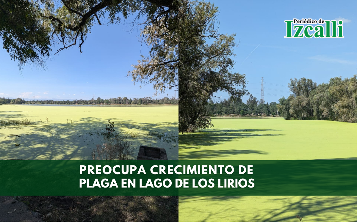 Preocupa crecimiento de plaga en Lago de Los Lirios