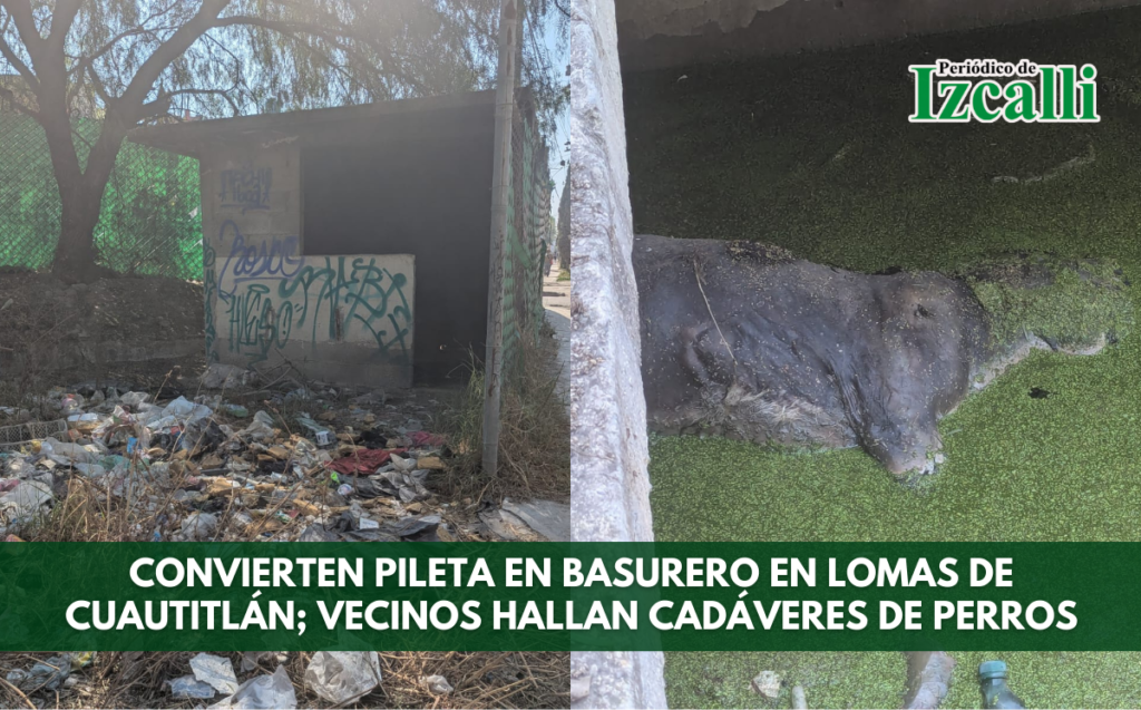 Convierten pileta en basurero en Lomas de Cuautitlán; vecinos hallan cadáveres de perros