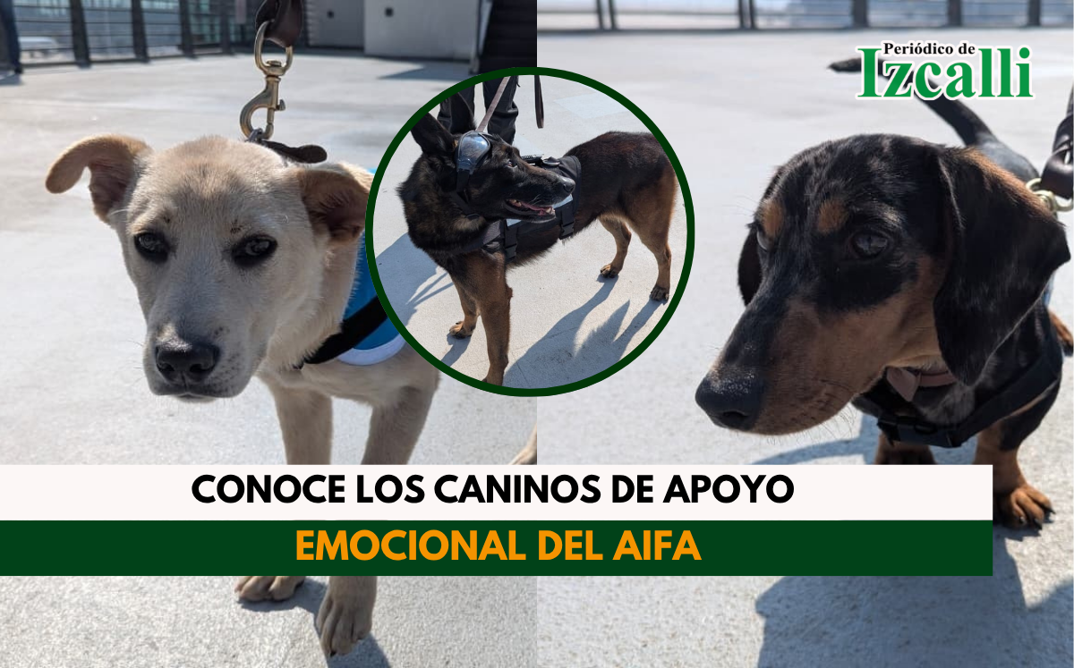 Conoce los caninos de apoyo emocional del AIFA